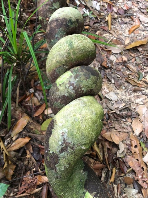 Langkawi: Morning Rainforest Walking Tour - Key Points