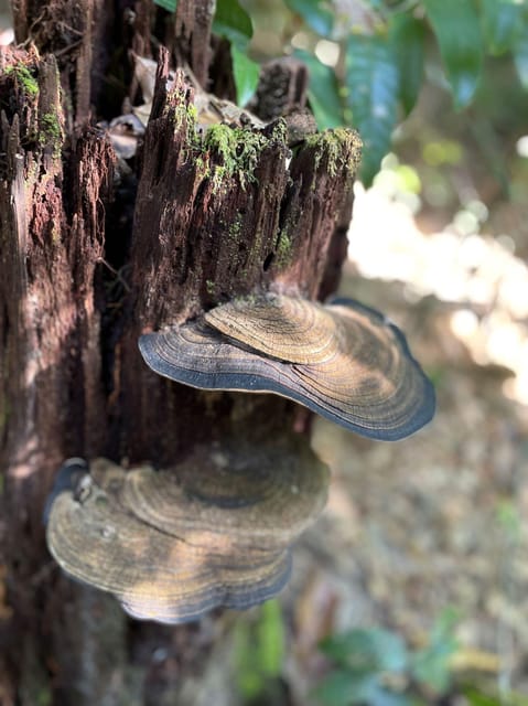 Langkawi: Morning Rainforest Walking Tour - Inclusion and Exclusion