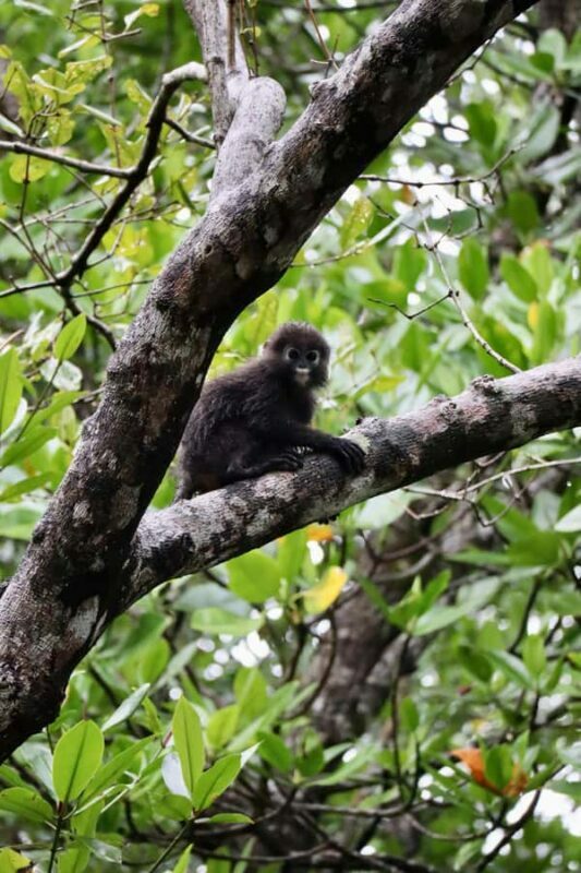 Langkawi: Private Day Tour around Island - Final Thoughts