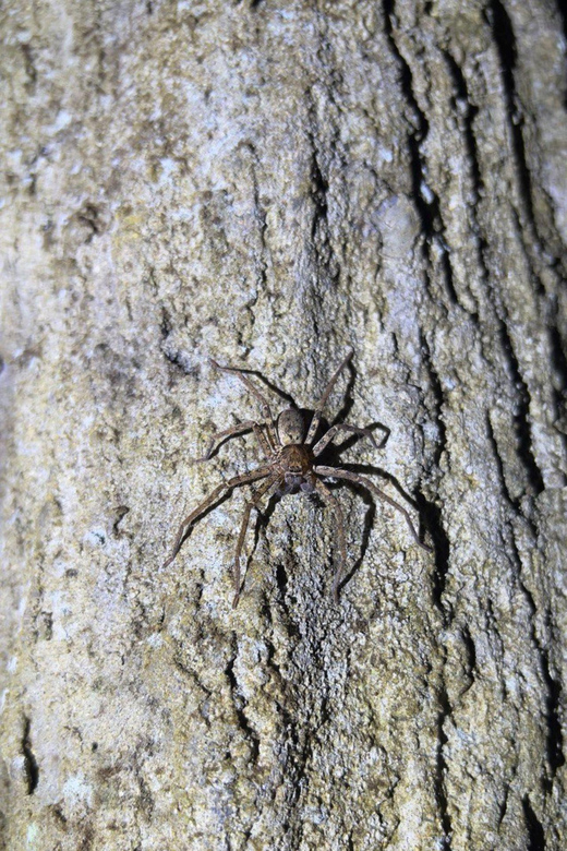 Langkawi: Rainforest Tour Afterdark - Key Points
