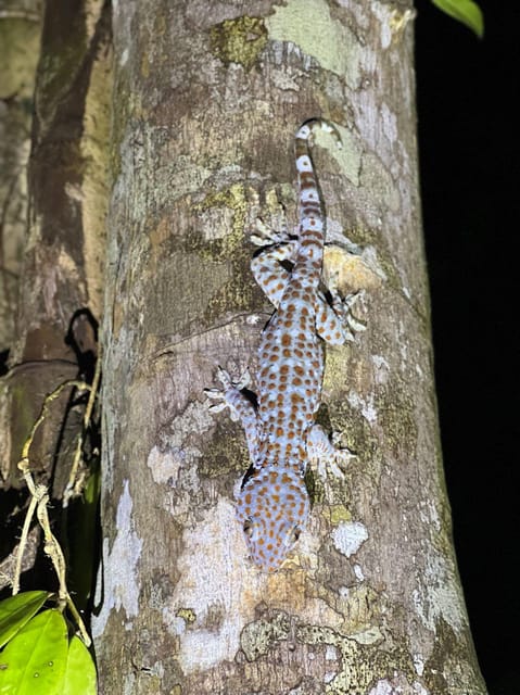 Langkawi: Rainforest Tour Afterdark - Important Information