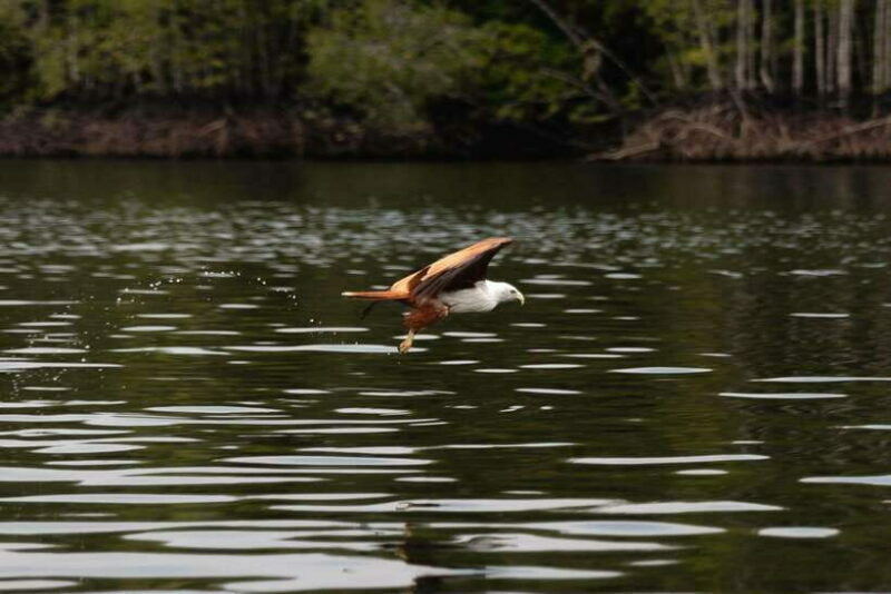 Langkawi Royal Mangrove Tour with Snorkeling Package - Exploring Langkawi’s Royal Mangrove Tour with Snorkeling Package: A Practical Guide