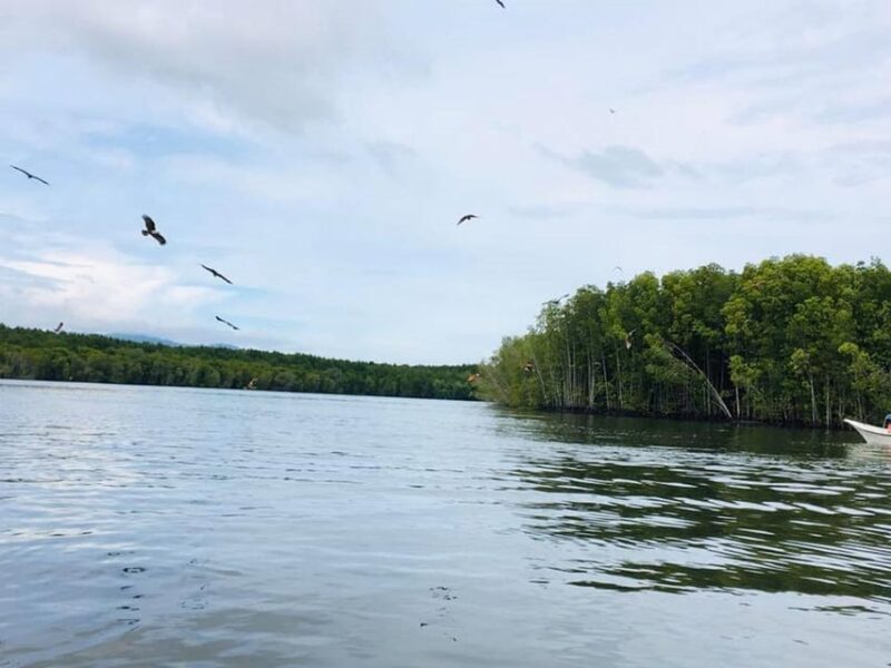 Langkawi: Tanjung Rhu Mangrove Speedboat Tour - Wildlife and Ecosystem Insights