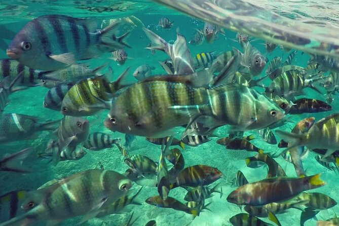Langkawi Tour A - Land Tour & Pulau Dangli Snorkeling - Pulau Dangli Snorkeling