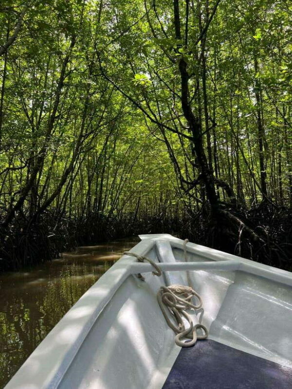 Langkawi: UNESCO Global Geopark Mangrove Cruise - An In-Depth Look at the Mangrove Cruise Experience