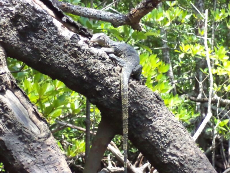 Langkawi UNESCO Global Geopark Mangrove Cruise - Experience Highlights
