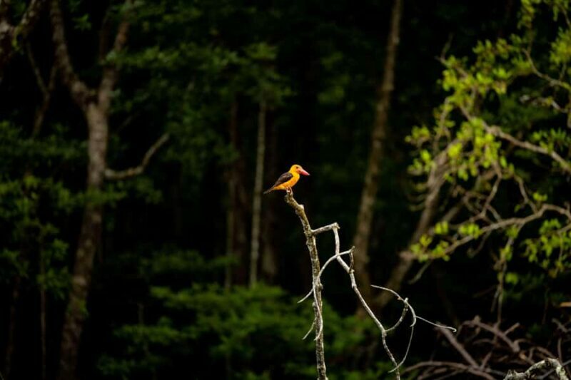 Langkawi:6 Hours Mangrove Night Safari with Pick Up & Dinner - An Introduction to the Langkawi Night Safari