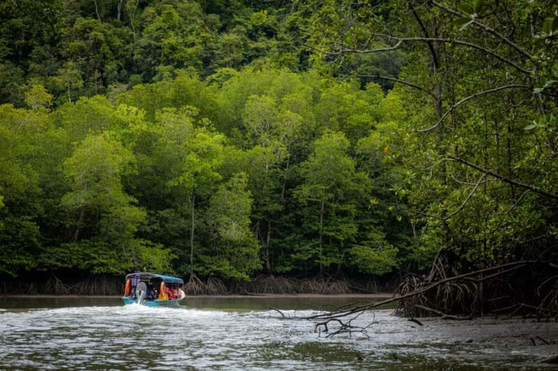 Langkawi:6 Hours Mangrove Night Safari with Pick Up & Dinner - The Itinerary: What You Can Expect
