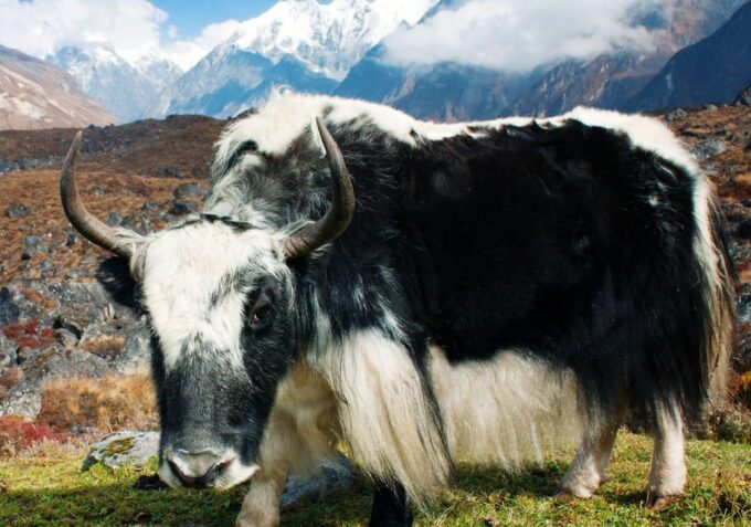 Langtang Valley Trek - Frequently Asked Questions