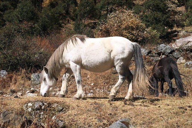 Langtang Valley Trek-8 Days - Physical Requirements and Accessibility