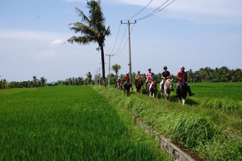 Langudu: Horse Riding on the Beach and in the Rice Fields - Pricing and Booking