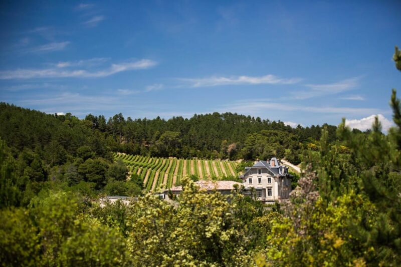 Languedoc: Heritage Tour & Tasting at Domaine De Baronarques - Establishing the Vineyard