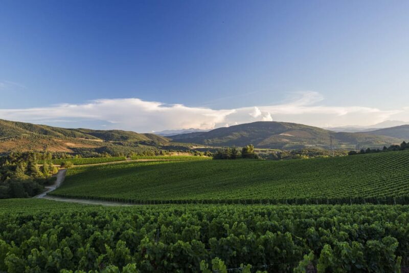 Languedoc: Heritage Tour & Tasting at Domaine De Baronarques - Touring the Vineyards