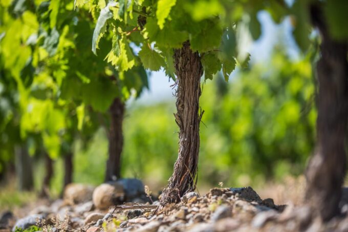 Languedoc: Heritage Tour & Tasting at Domaine De Baronarques - Indulging in the Wine Tasting