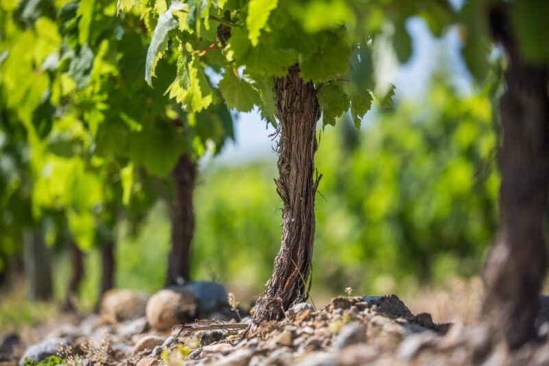 Languedoc: Heritage Tour & Tasting at Domaine De Baronarques - Tasting Highlights