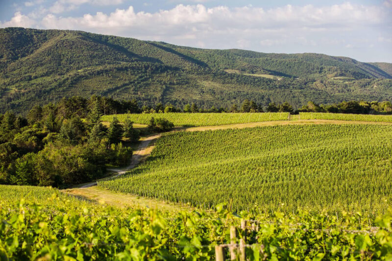 Languedoc: Terroir Tour & Tasting at Domaine De Baronarques - Wine Tasting Experience