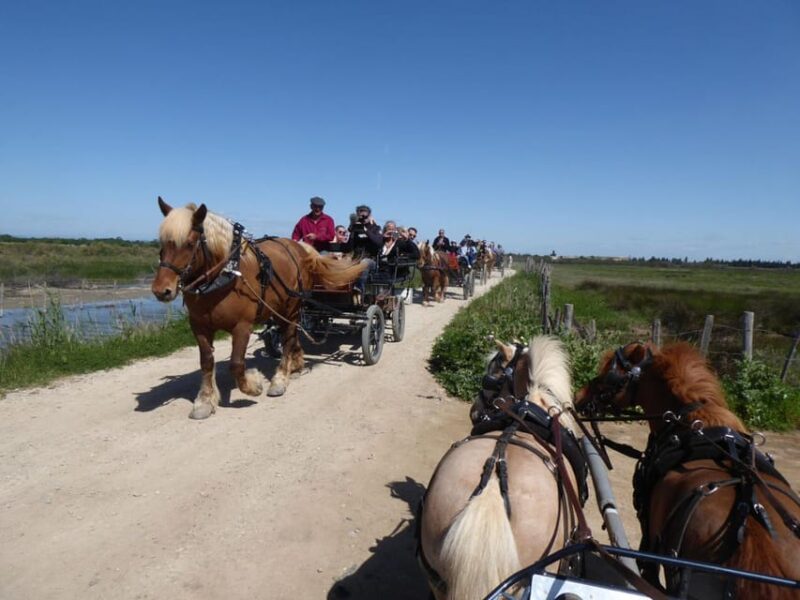 Lansargues: Horse-Drawn Carriage Ride With Guide - What to Bring