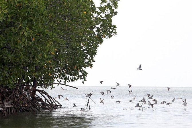 Lanta Old Town and Mangrove Forest Sightseeing Tour - Booking Information