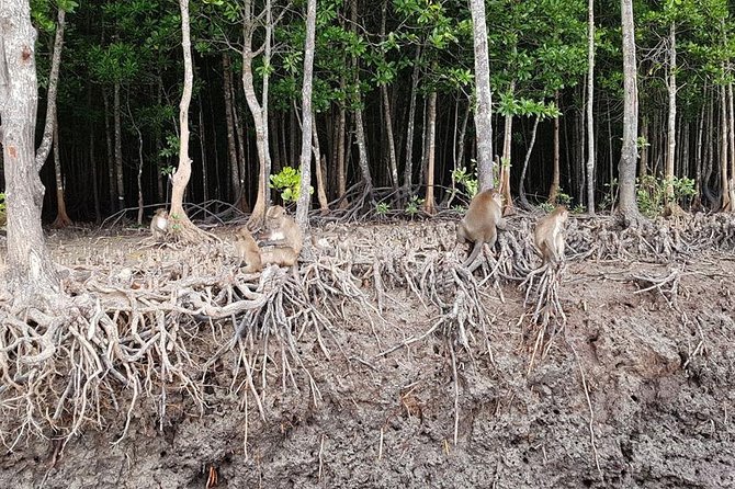 Lanta Old Town and Mangrove Forest Sightseeing Tour - Scenic Mangrove Boat Trip