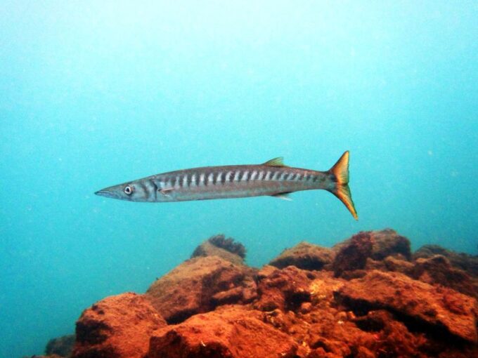 Lanzarote: 2-Dive Package in Playa Blanca - Certified Divers - Playa Blanca Experience
