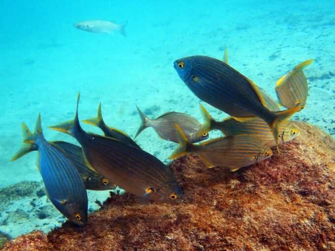 Lanzarote: 2-Dive Package in Playa Blanca - Certified Divers - Frequently Asked Questions