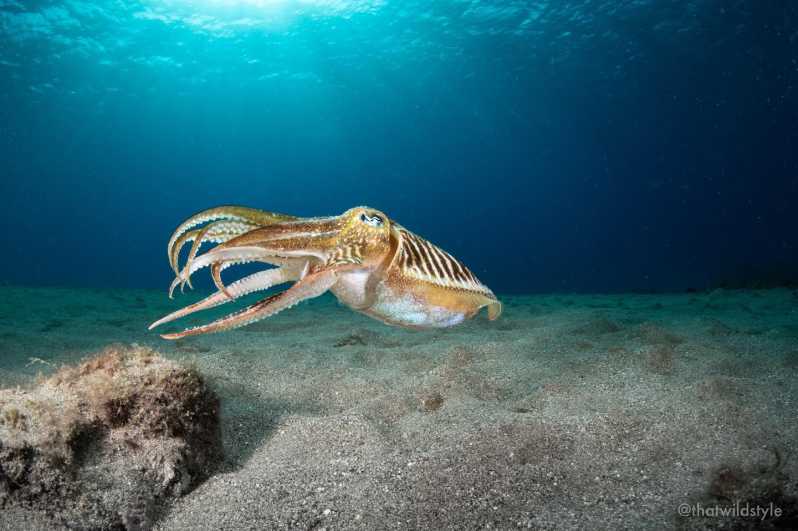 Lanzarote: 2 Guided Dives (Certified Divers Only) - Key Points