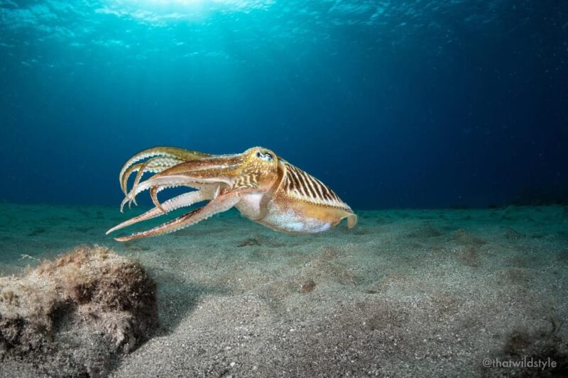 Lanzarote: 2 Guided Dives (Certified Divers Only) - Itinerary Details