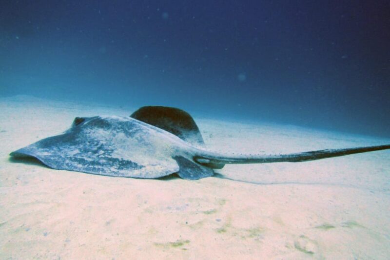 Lanzarote: 2 Guided Dives (Certified Divers Only) - Instructor and Experience