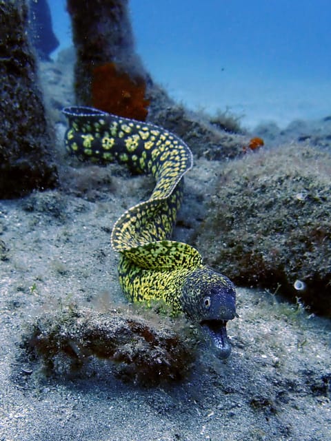 Lanzarote: 2 Guided Dives (Certified Divers Only) - Participant Restrictions
