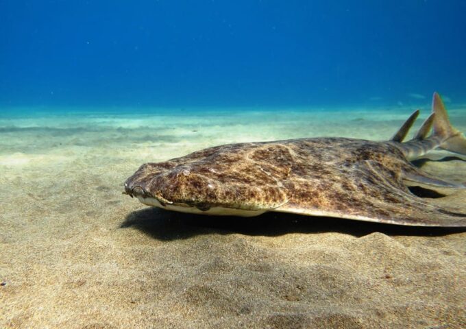 Lanzarote: 2 Guided Dives (Certified Divers Only) - Pickup Locations