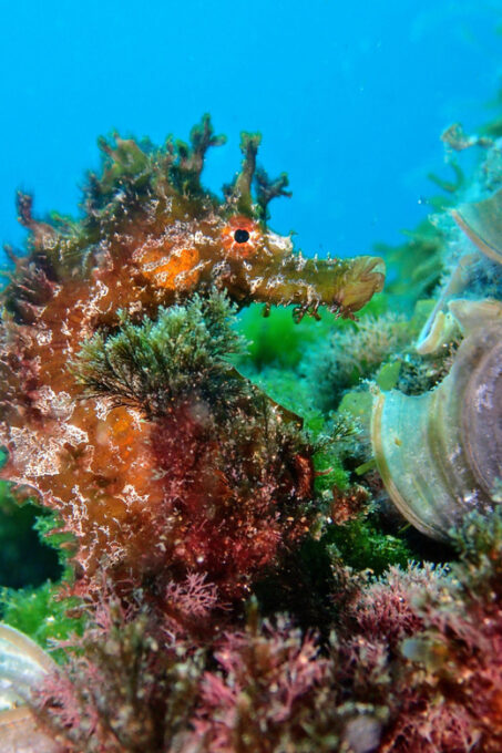 Lanzarote: 2 Guided Dives (Certified Divers Only) - Dive Duration