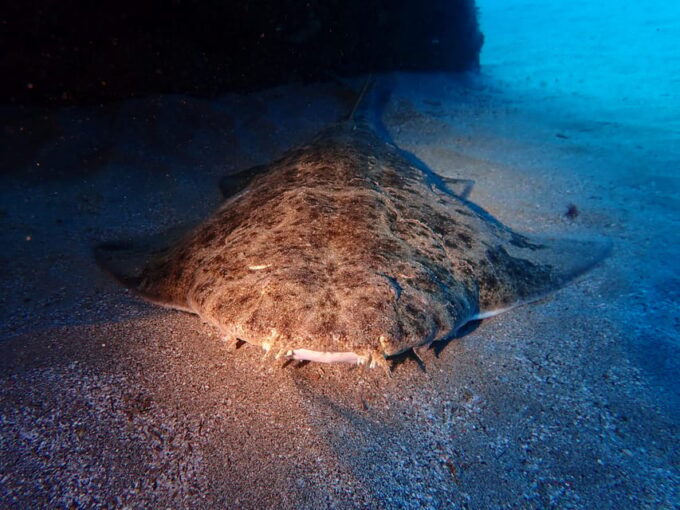 Lanzarote: 2 Guided Dives (Certified Divers Only) - Pricing and Cancellation