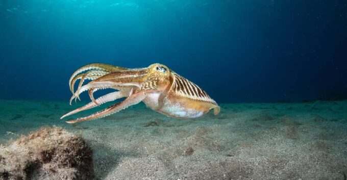 Lanzarote: 2 Guided Dives (Certified Divers Only) - Frequently Asked Questions