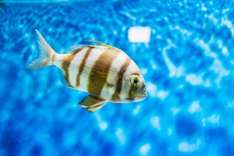 Lanzarote: Aquarium Entry Ticket - Aquarium Highlights and Attractions