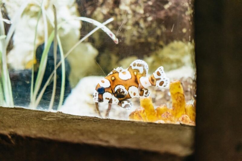 Lanzarote: Aquarium Entry Ticket - Interactive Touch Pools and Learning