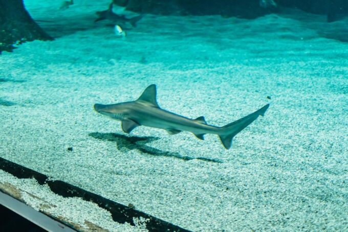 Lanzarote: Aquarium Entry Ticket - Diving With Stingrays Option