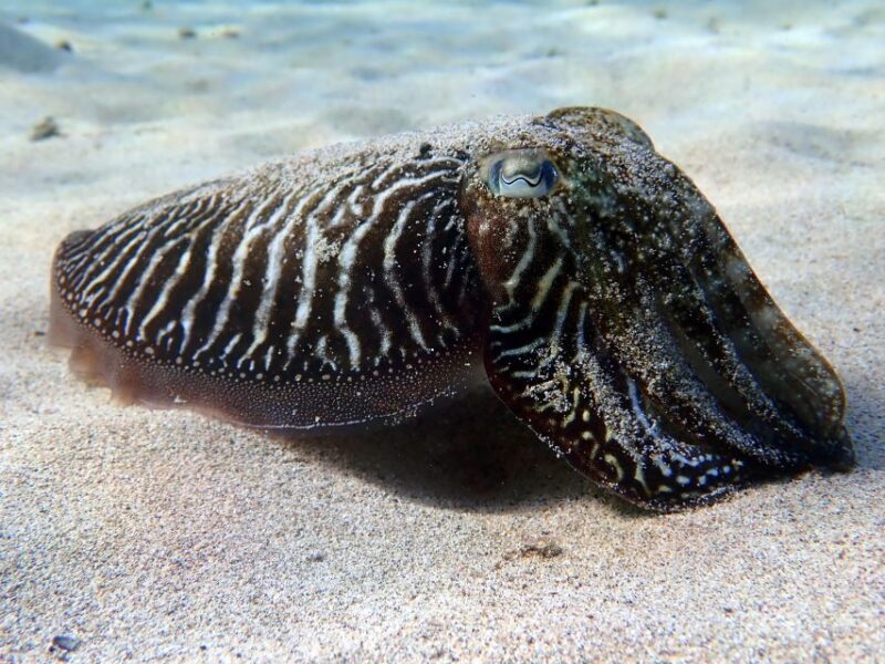 Lanzarote: Beginner Diving Course Costa Teguise (2 Dives) - Availability and Booking