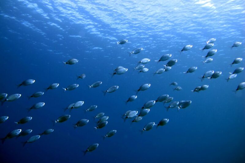 Lanzarote: Beginner Diving Course Costa Teguise (2 Dives) - Unsuitable Participants
