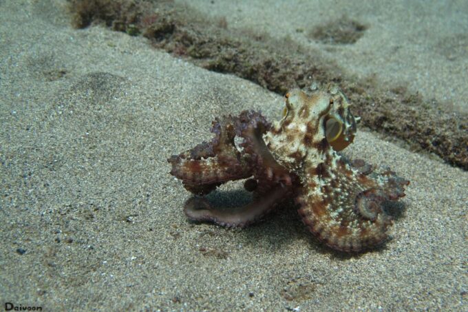 Lanzarote: Beginner Diving Course Costa Teguise (2 Dives) - Dive Site Exploration