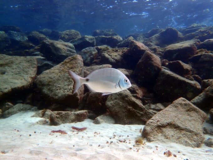 Lanzarote: Beginner Diving Course Costa Teguise (2 Dives) - Frequently Asked Questions