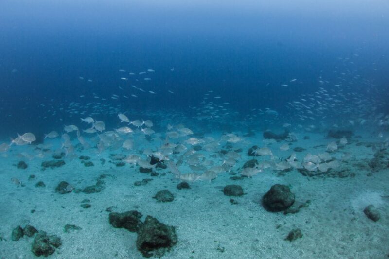 Lanzarote: Beginner Scuba Diving From the Beach - Key Points
