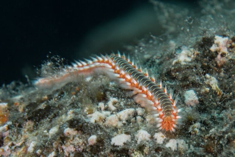 Lanzarote: Beginner Scuba Diving From the Beach - Diving Restrictions and Precautions