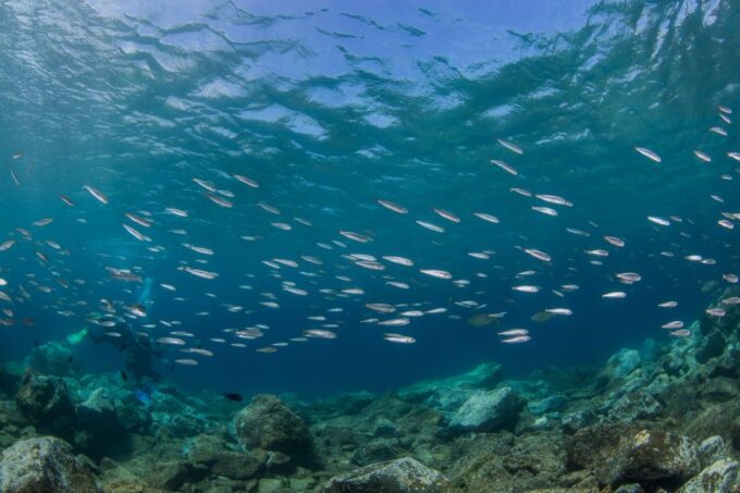 Lanzarote: Beginner Scuba Diving From the Beach - Cancellation Policy and Availability