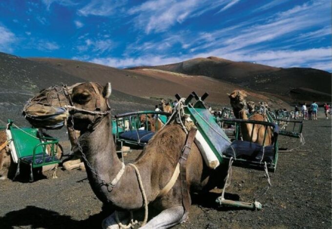 Lanzarote: Day Tour for Cruise Passengers - Green Lagoon Sightseeing