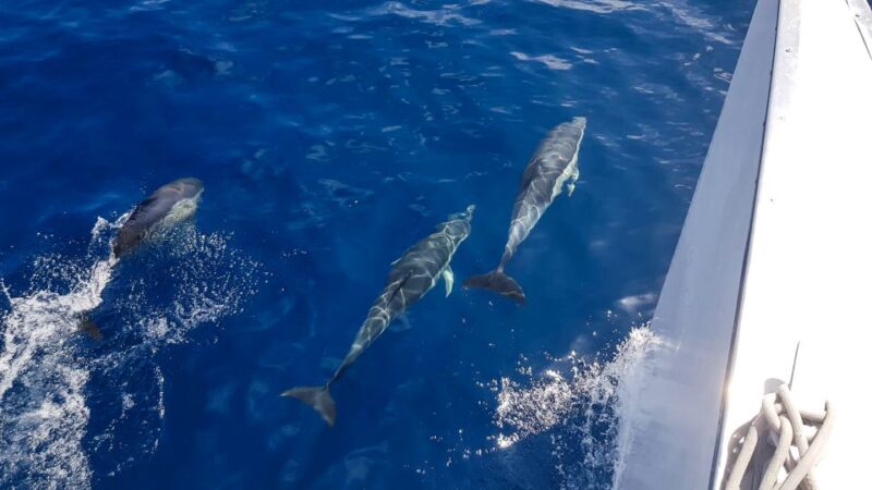 Lanzarote: Dolphin-Watching Sunset Cruise With Transfers - Key Points