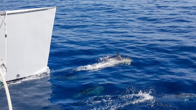 Lanzarote: Dolphin-Watching Sunset Cruise With Transfers - Cancellation and Refund Policy