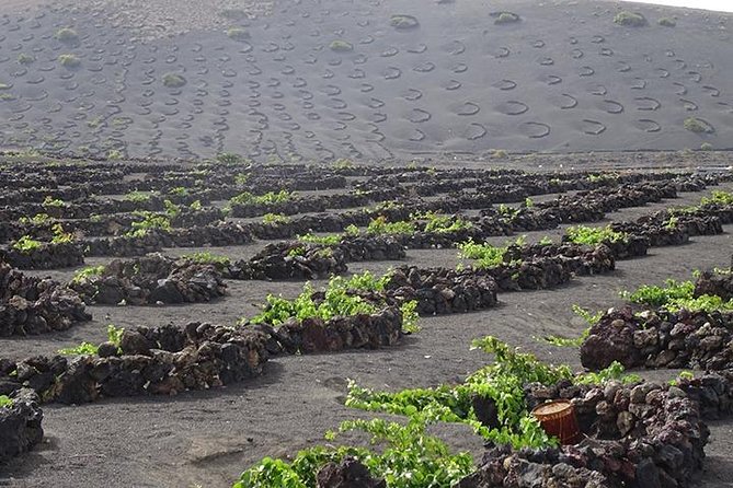Lanzarote Highlights. Private Tour With Pickup (Price per Vehicle, Not P.P.) - Captivating Cliffs and Cactus Garden