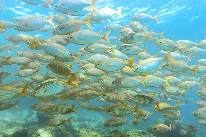 Lanzarote Introductory Scuba Diving Experience - Included in the Scuba Package