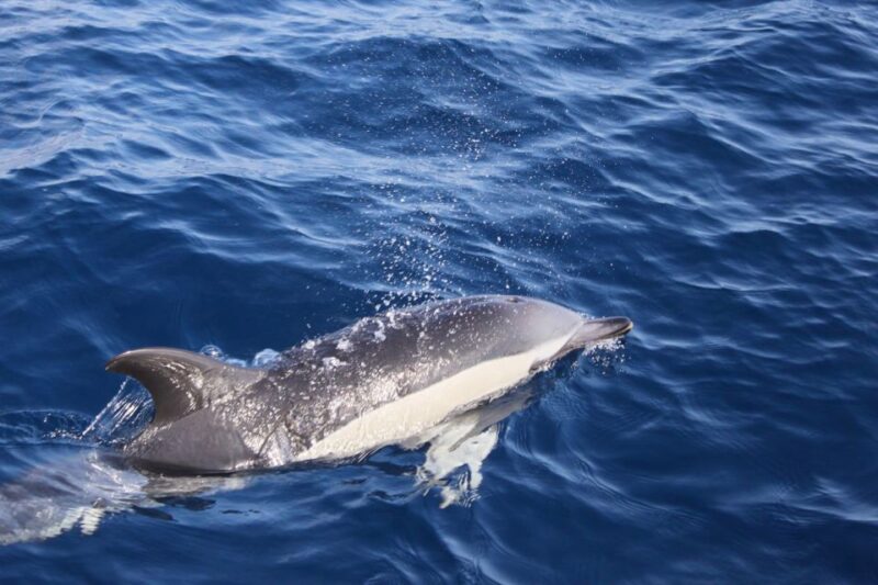 Lanzarote: Lobos Island Half-Day Dolphin Watching Trip - Highlights