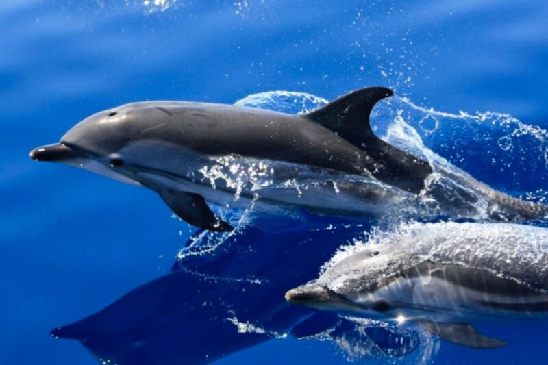 Lanzarote: Lobos Island Half-Day Dolphin Watching Trip - Itinerary